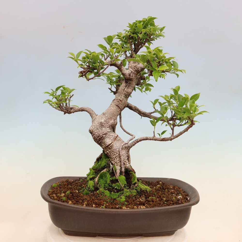 Camera bonsai - Ficus kimmen - ficus a foglie piccole