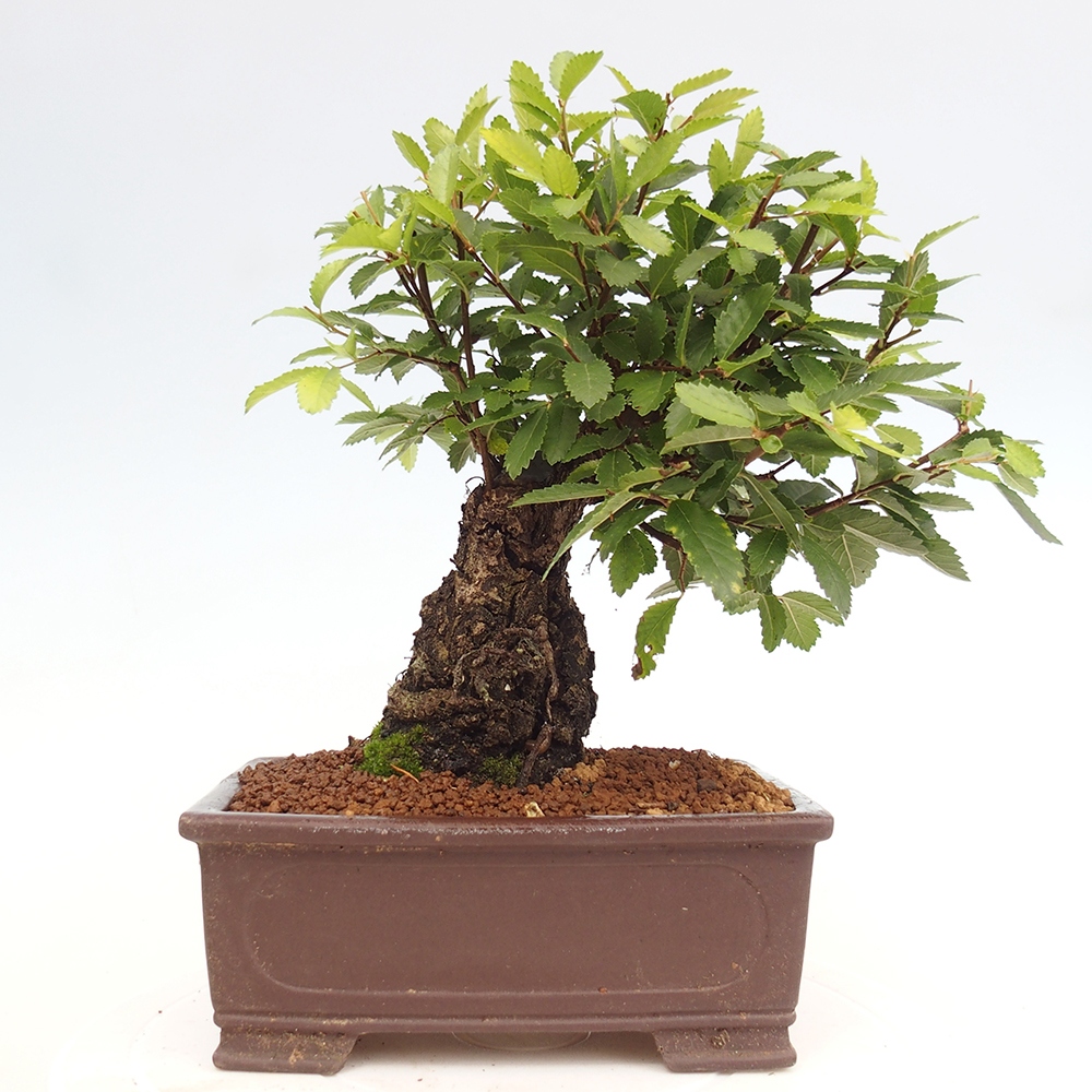 Bonsai da esterno - Zelkova - Zelkova NIRE