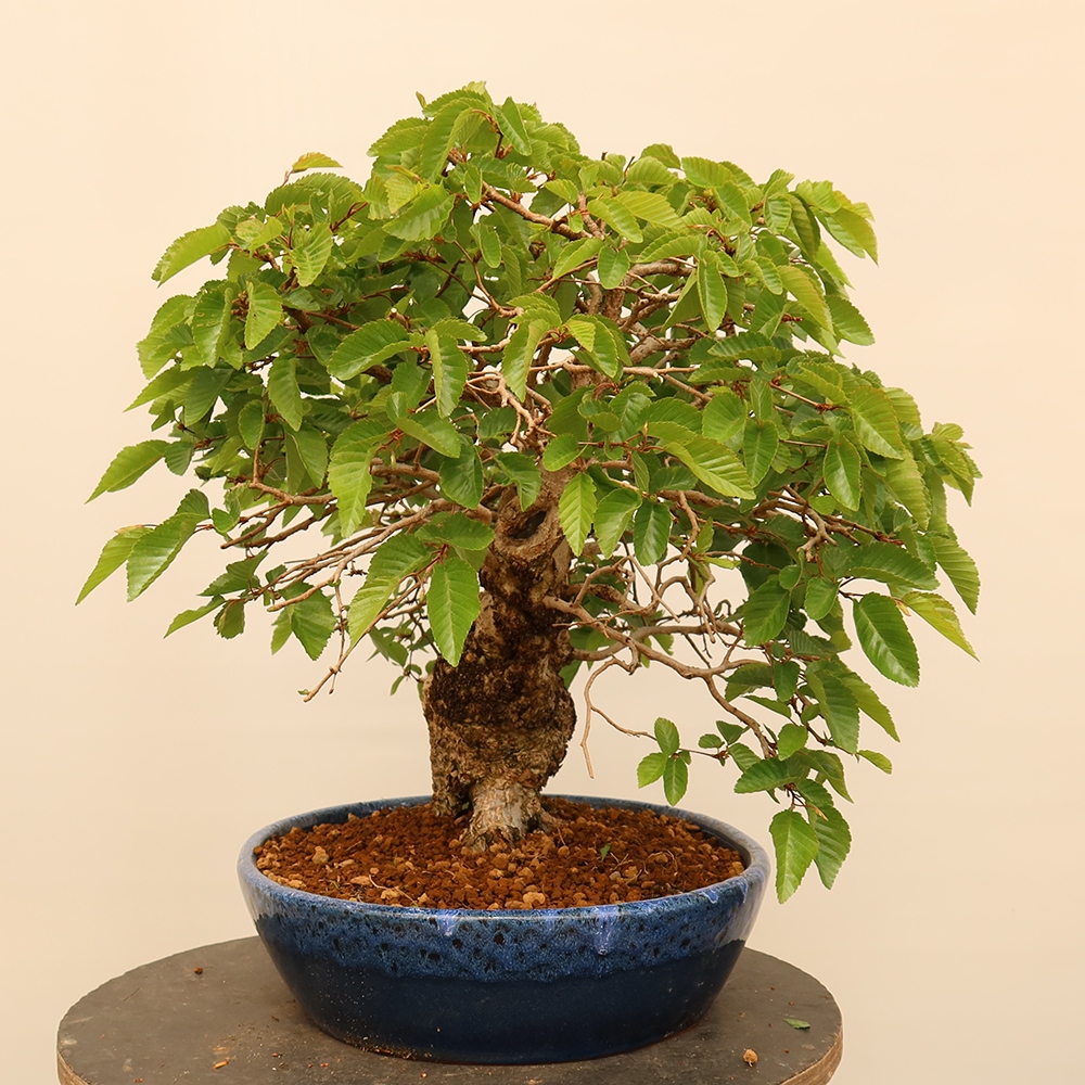 Bonsai da esterno -Carpinus Coreana - Carpino coreano