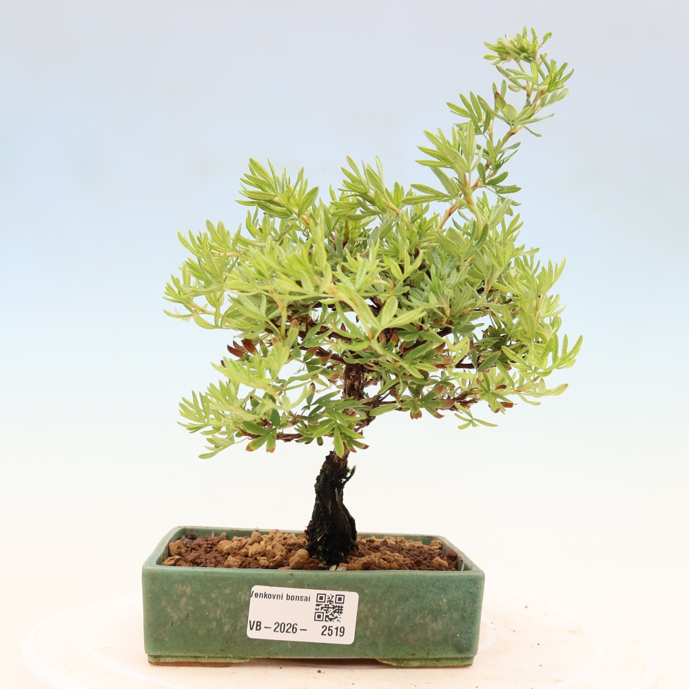 Bonsai da esterno - Potentila fruticosa
