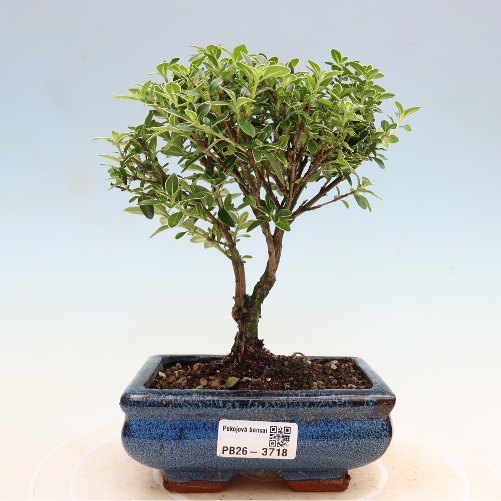 Camera bonsai - Serissa foetida Variegata - Albero delle mille stelle