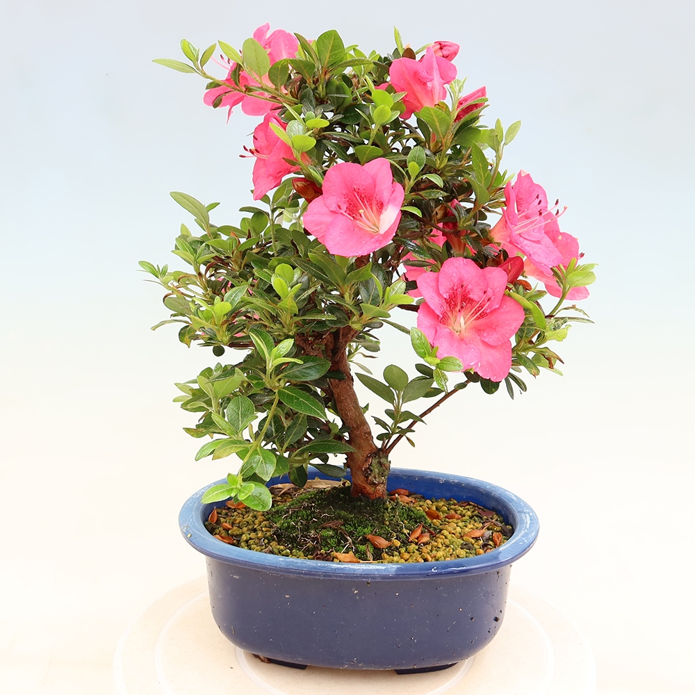 Bonsai da esterno - Azalea giapponese - Azalea Kobai