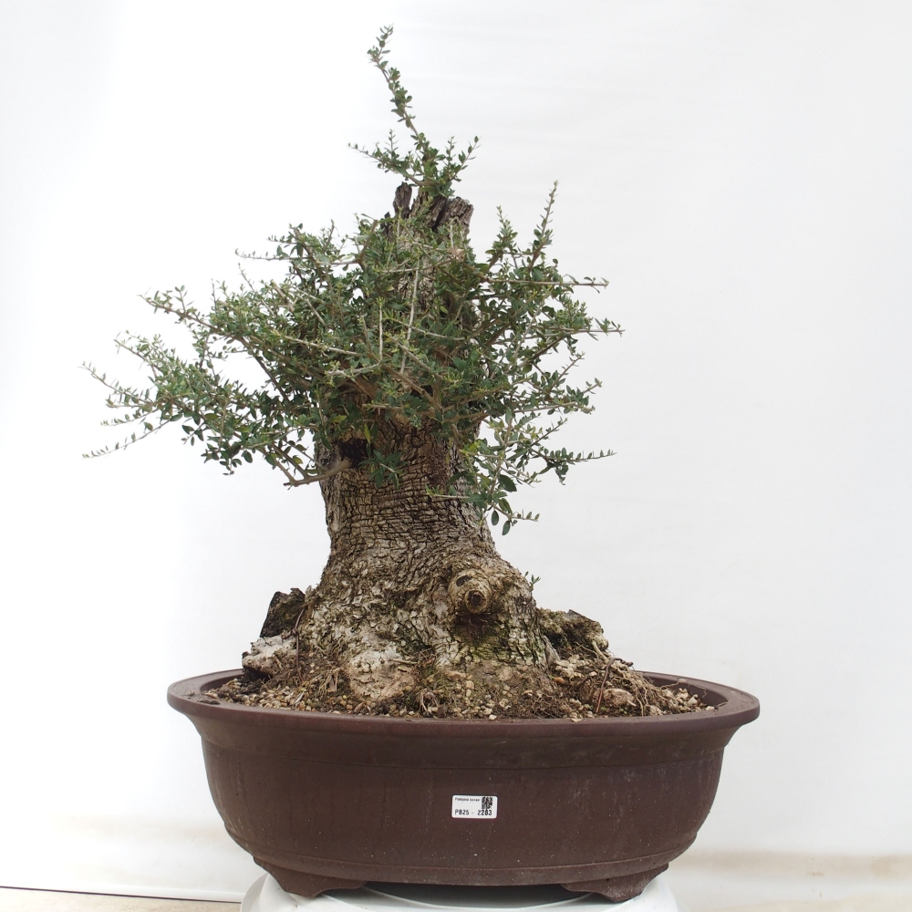 Bonsai da interno - Olea europaea sylvestris