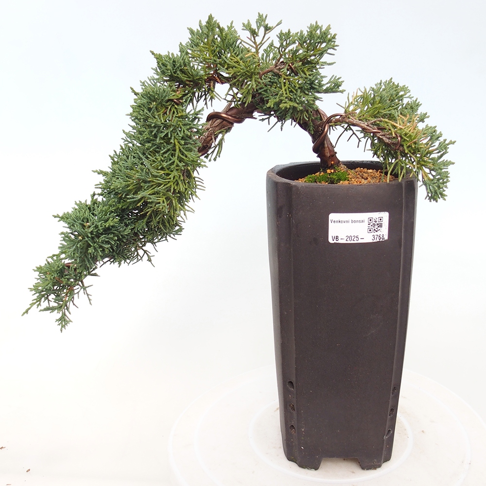 Bonsai da esterno - Juniperus chinensis Kishu