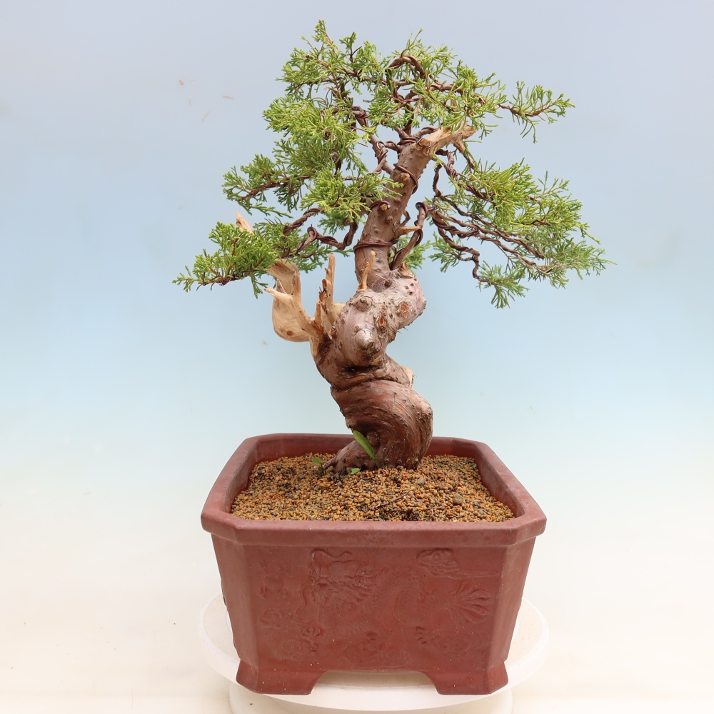 Bonsai da esterno - Juniperus chinensis Itoigawa-Juniperus chinensis