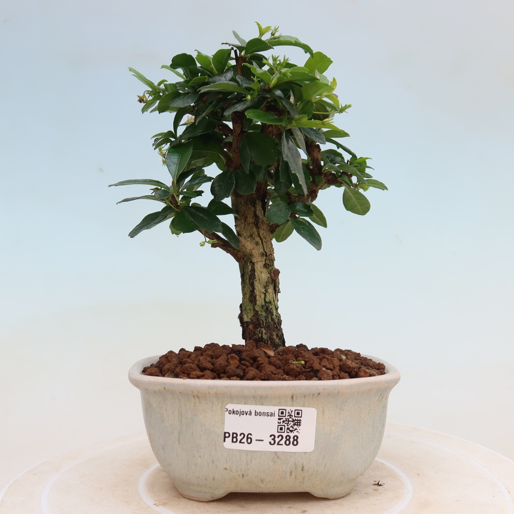 Camera bonsai - Carmona macrophylla - Tea fuki