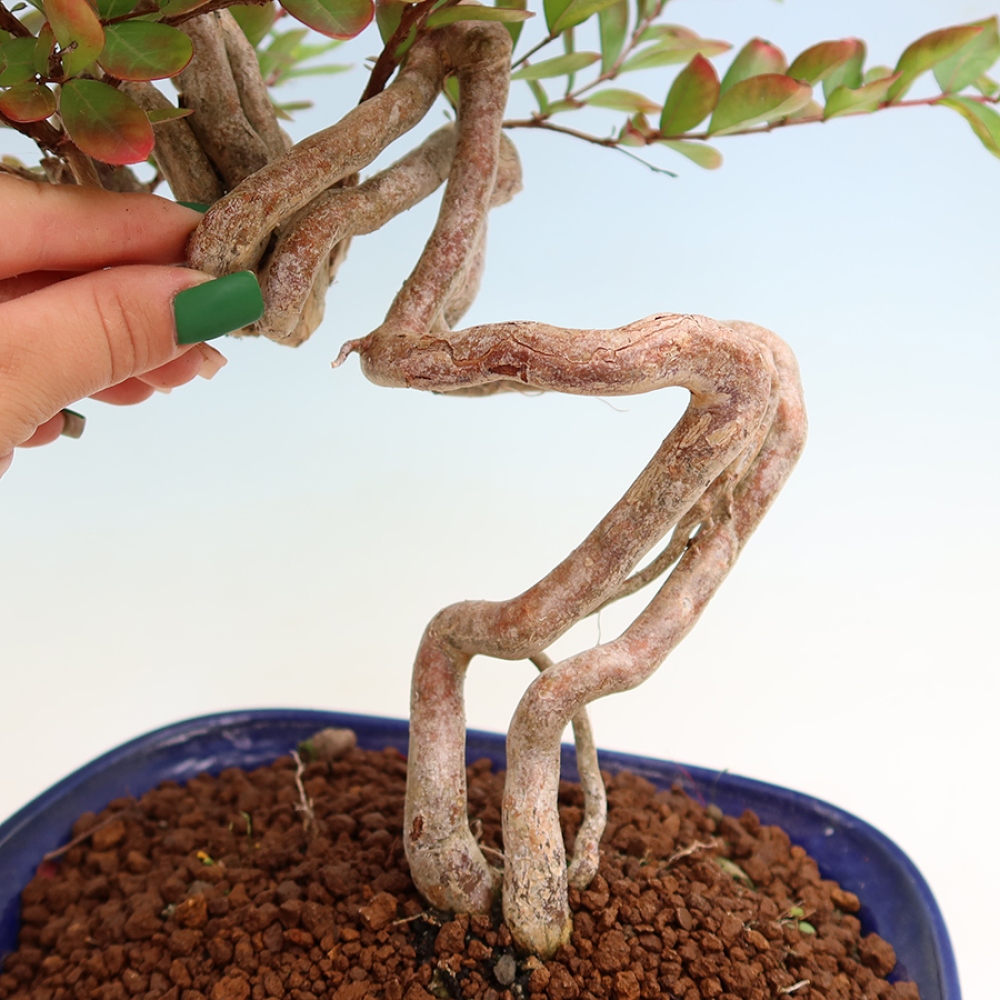 Bonsai da interno - Lagerstroemia indica - lillà indiano