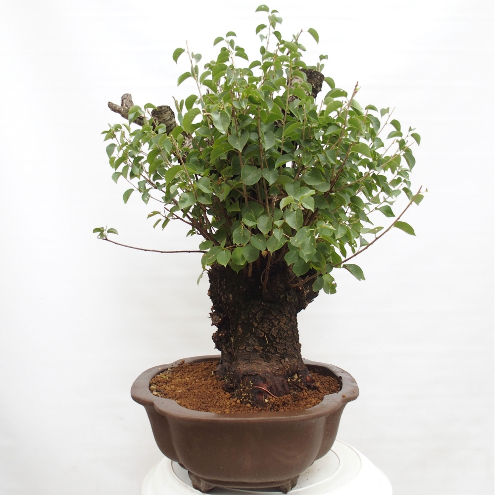 Bonsai da esterno - Mahalebka - Prunus mahaleb