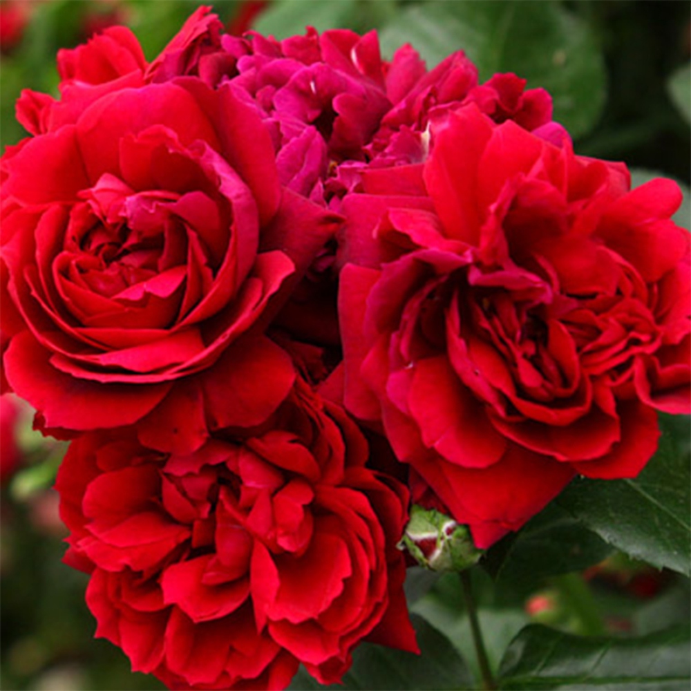 Bonsai da esterno - Rosa Kordes - rosa