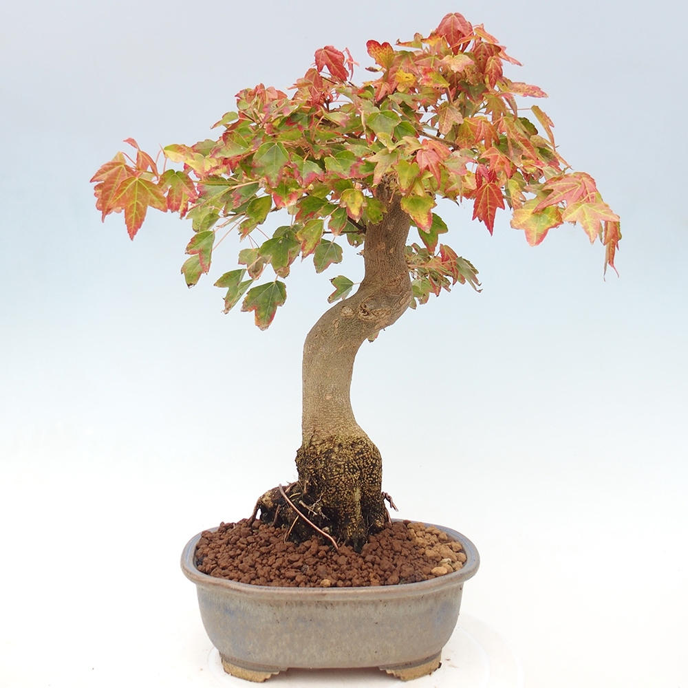 Bonsai da esterno - Acer Buergerianum - Acero di Burger