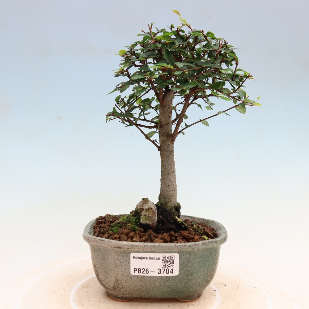 Camera bonsai - Ulmus parvifolia - Olmo a foglie piccole