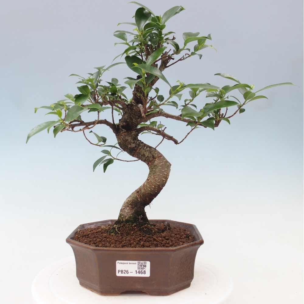 Camera bonsai - Ficus retusa - ficus a foglie piccole