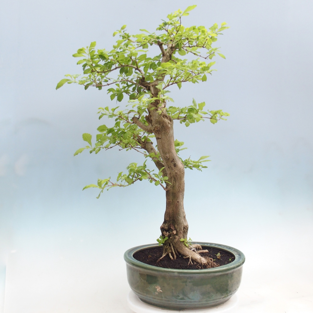 Bonsai da camera - Duranta erecta Aurea - SOLO RITIRO PERSONALE o trasporto su pallet