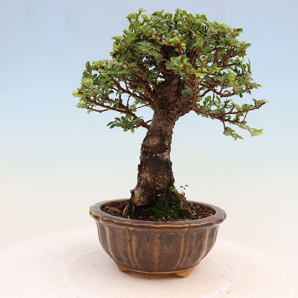 Bonsai da esterno - Ulmus parvifolia Sagei - Olmo a foglie piccole