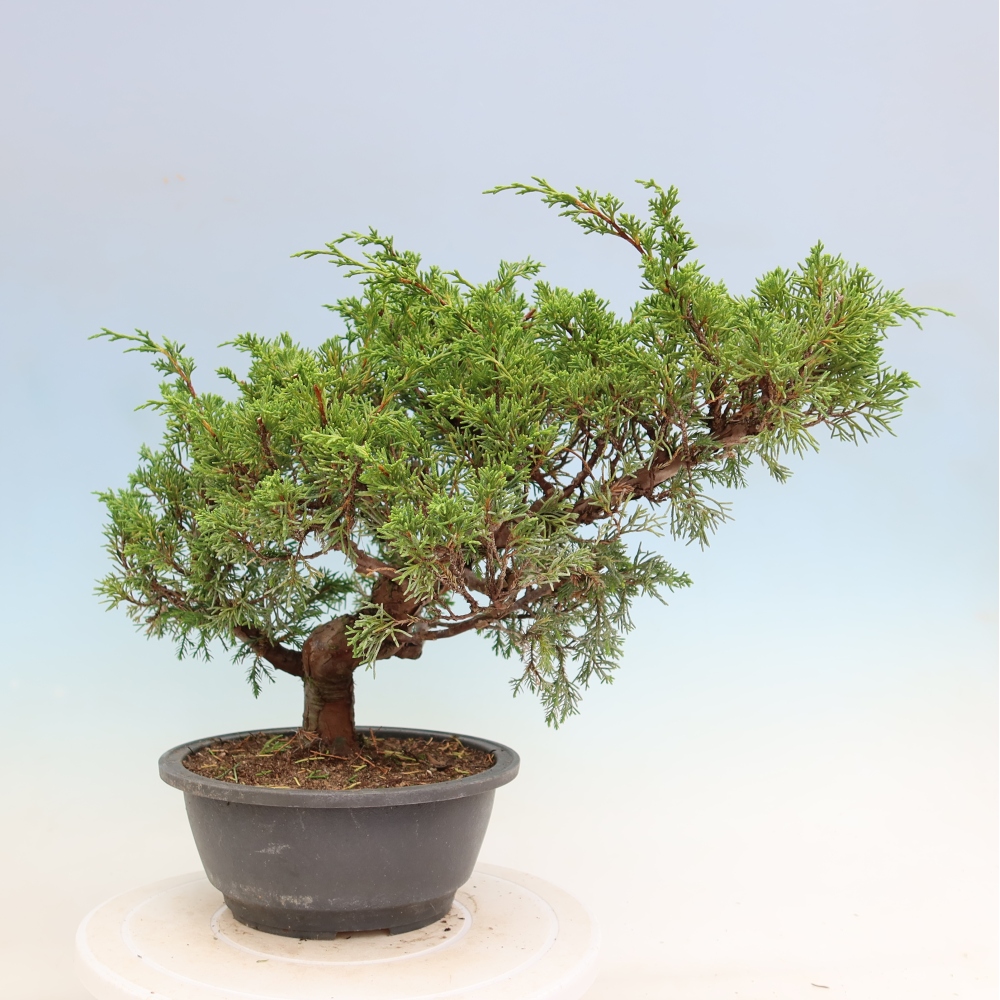 Bonsai da esterno - Juniperus chinensis Itoigawa-Juniperus chinensis
