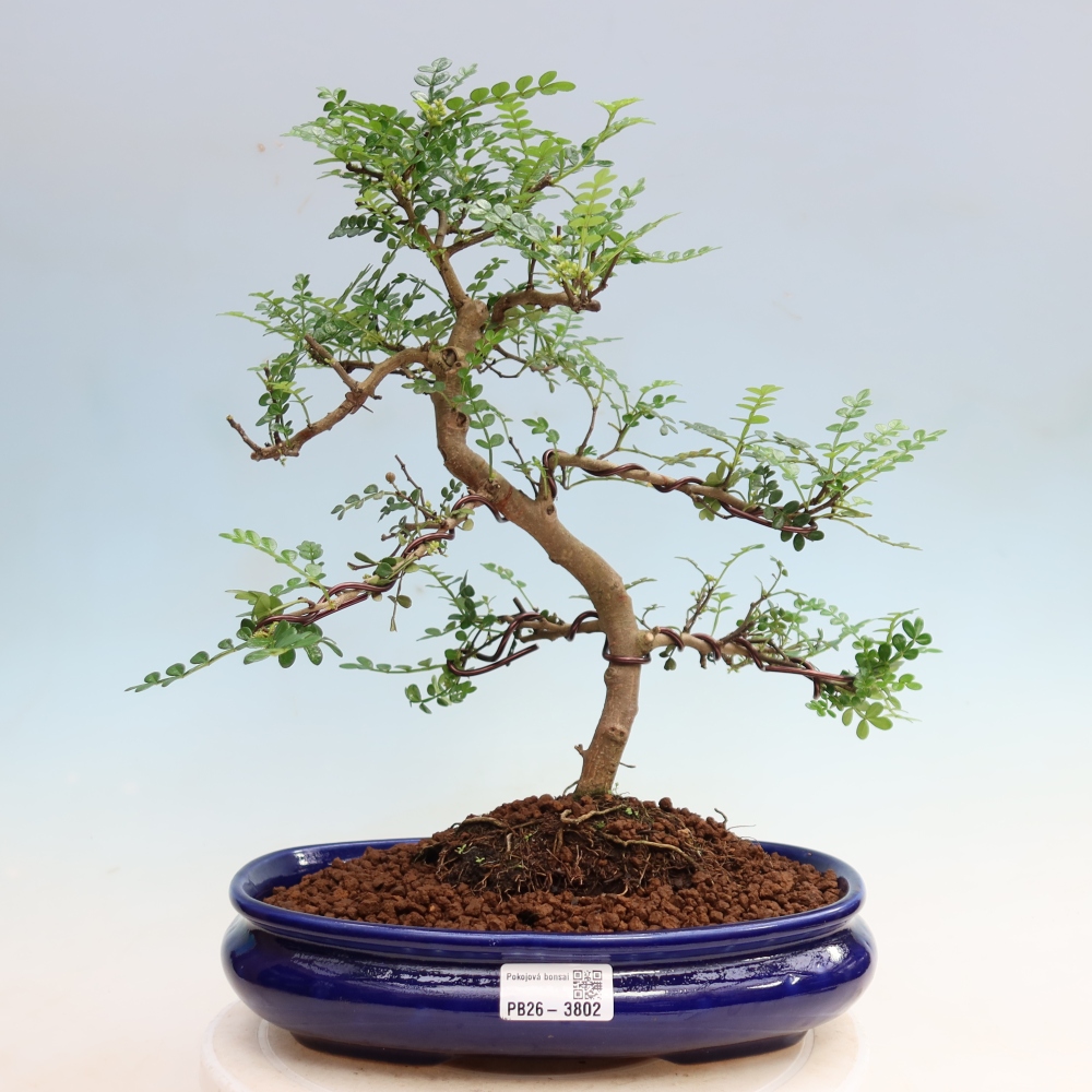 Camera bonsai - Zantoxylum piperitum - albero del pepe