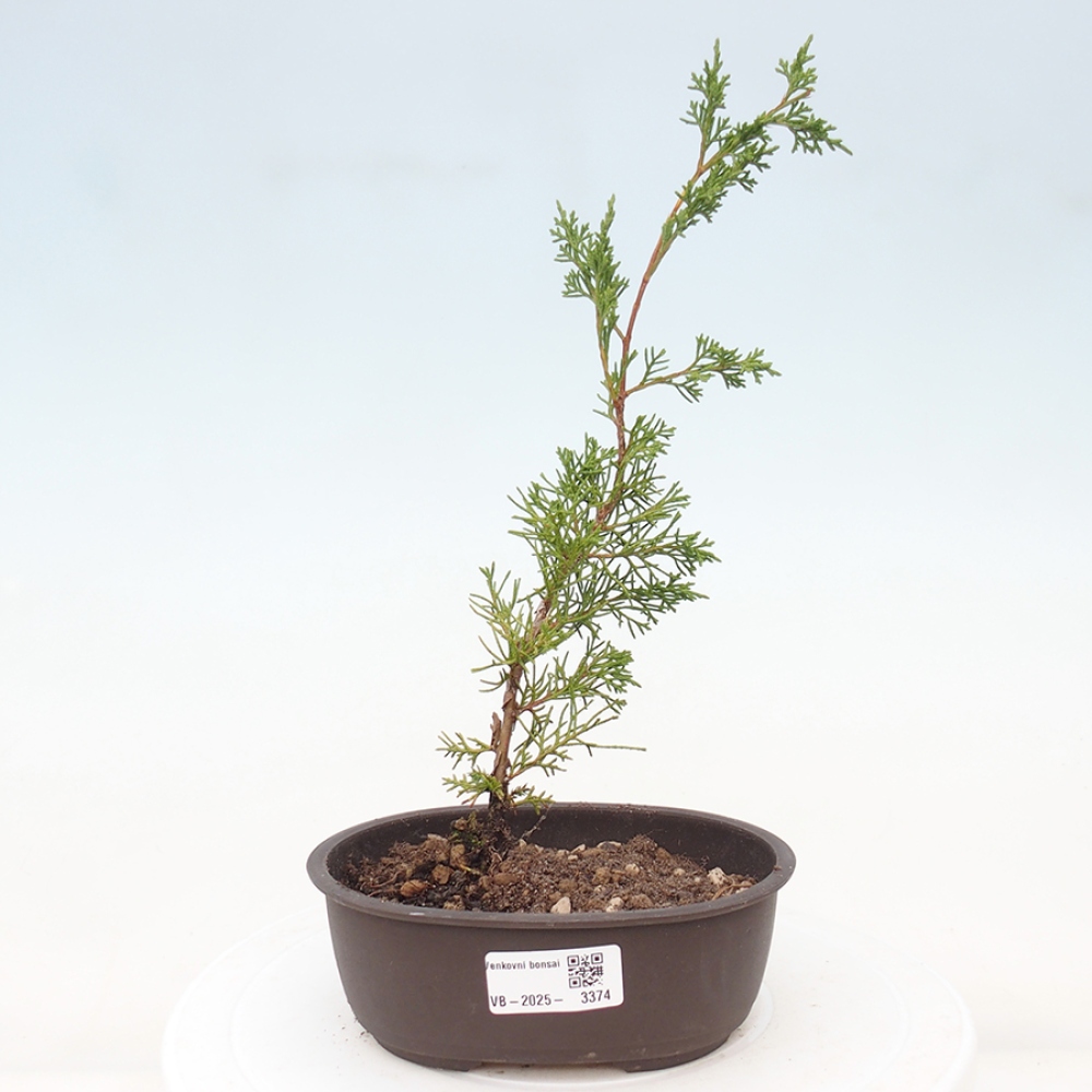 Bonsai da esterno - Juniperus chinensis Itoigawa