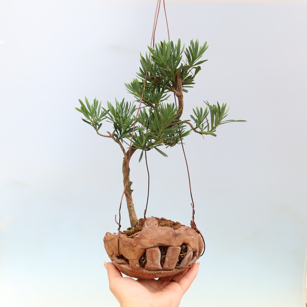 Kokedama in ceramica - Podocarpus - Tasso di pietra