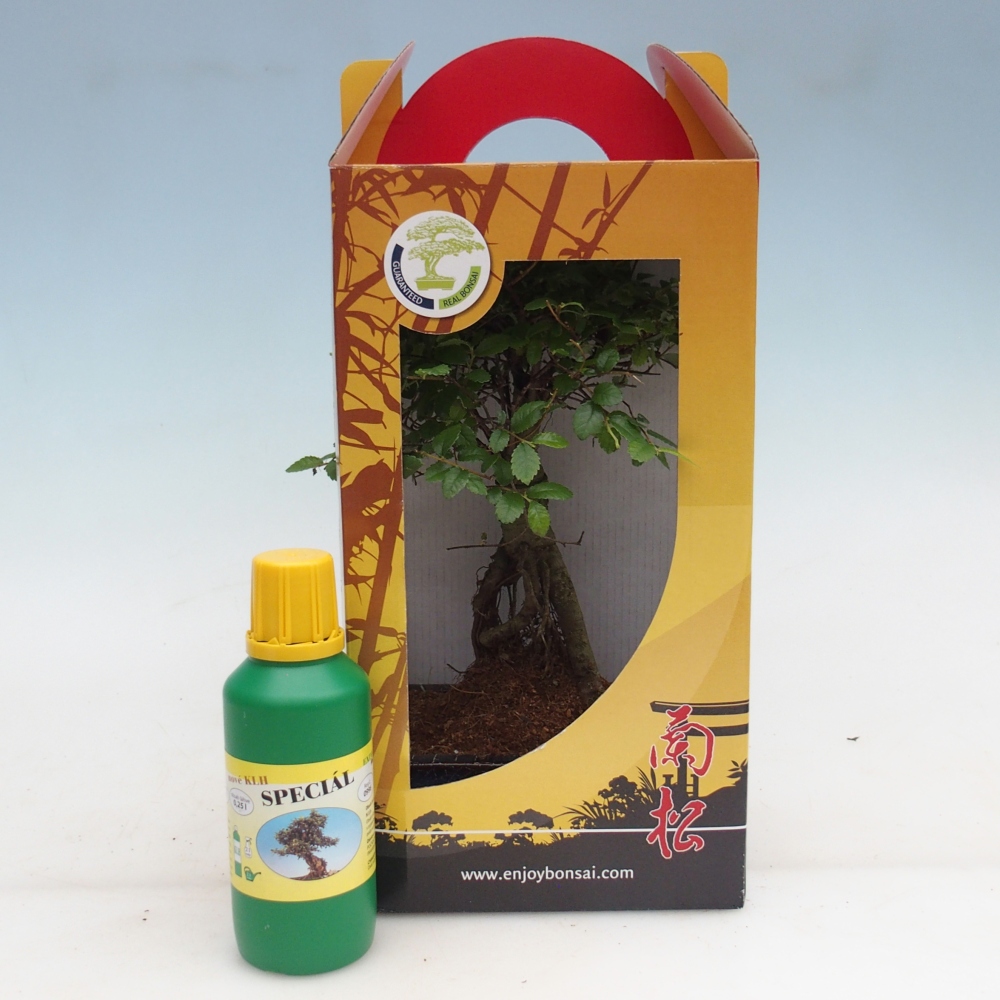 Ulmus parvifolia - olmo cinese