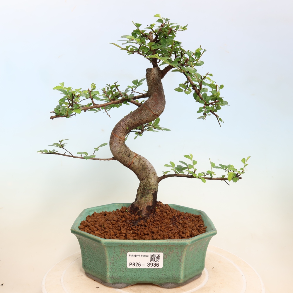 Camera bonsai - Ulmus parvifolia - Olmo a foglie piccole