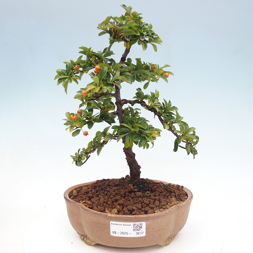 Bonsai da esterno-Pyracantha Teton -Hlox