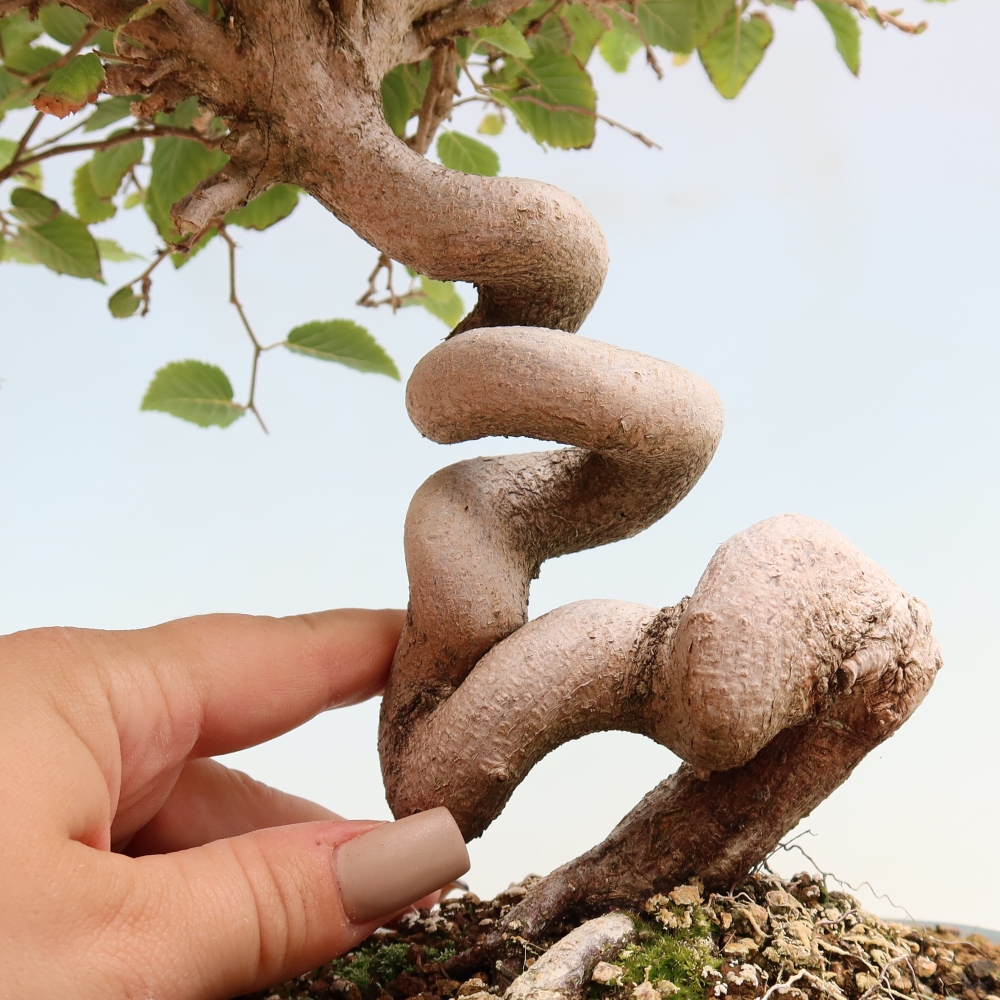 Bonsai da esterno -Carpinus CARPINOIDES - Carpino coreano