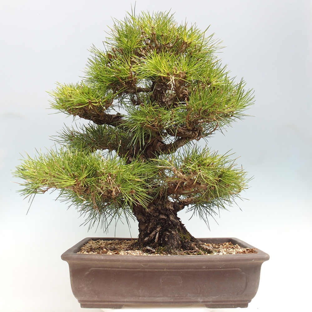 Bonsai da esterno - Pinus thunbergii - Pino di Thunberg