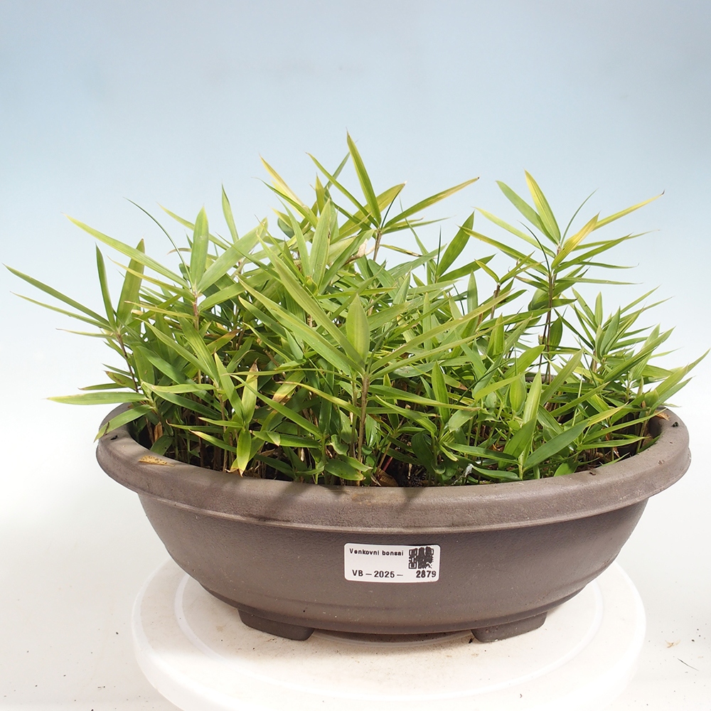 Bonsai da esterno - Pleioblastus argenteostriatus f.pumilus - Bambù nano