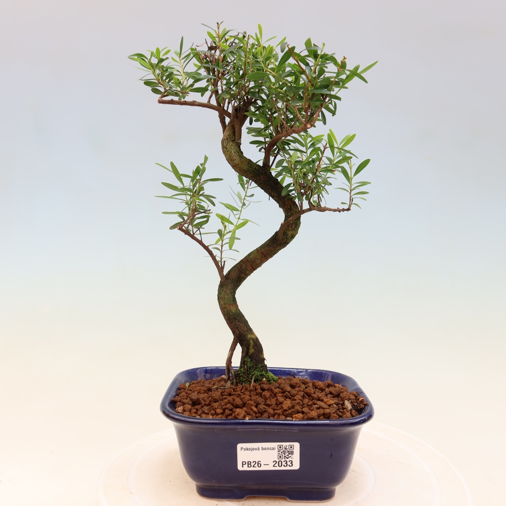 Camera bonsai - Syzygium - Pimento