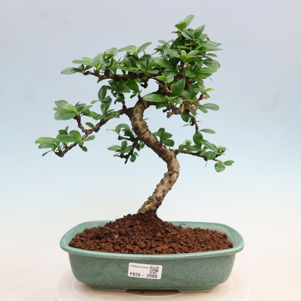 Camera bonsai - Carmona macrophylla - Tea fuki