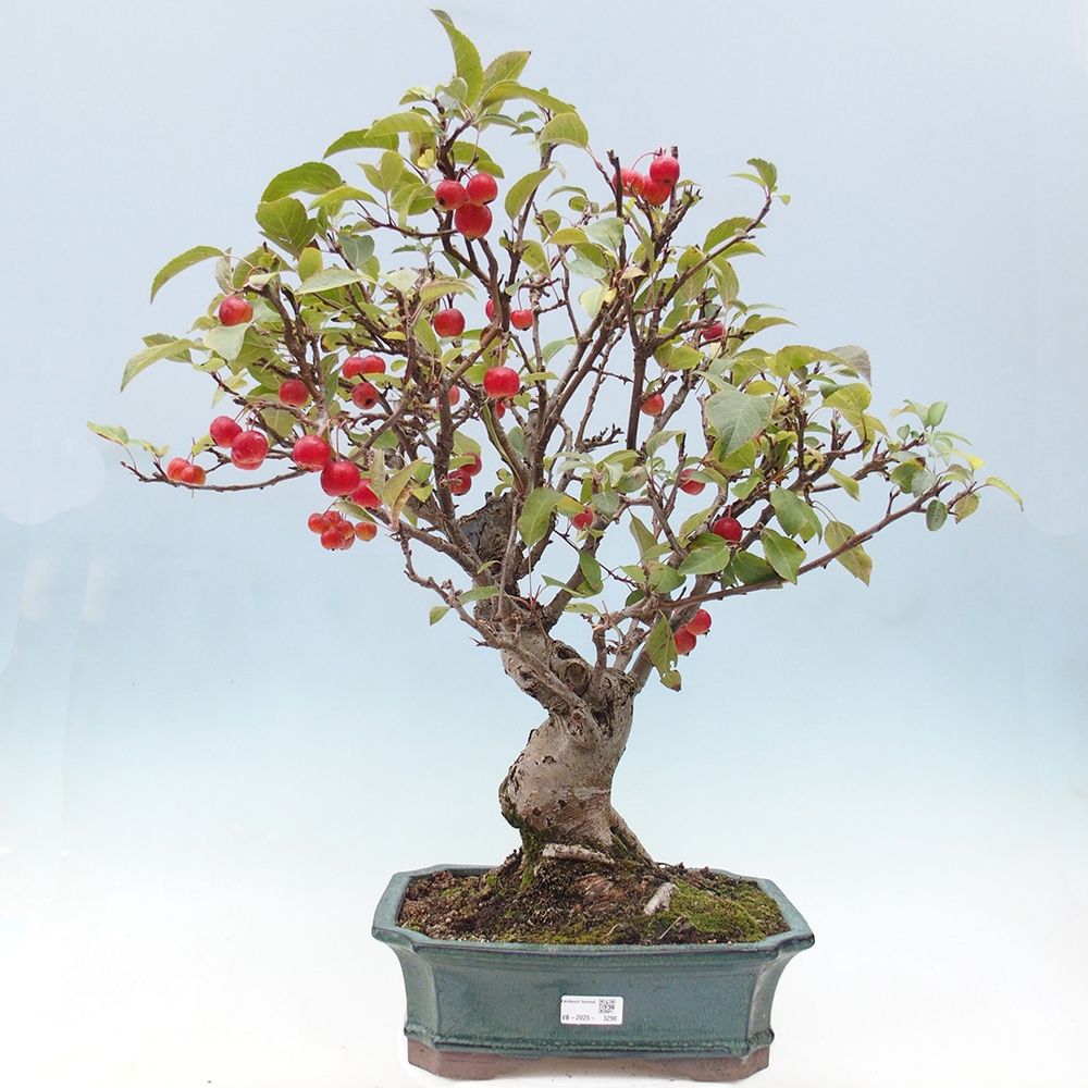 Bonsai da esterno -Malus halliana - Melo a frutto piccolo