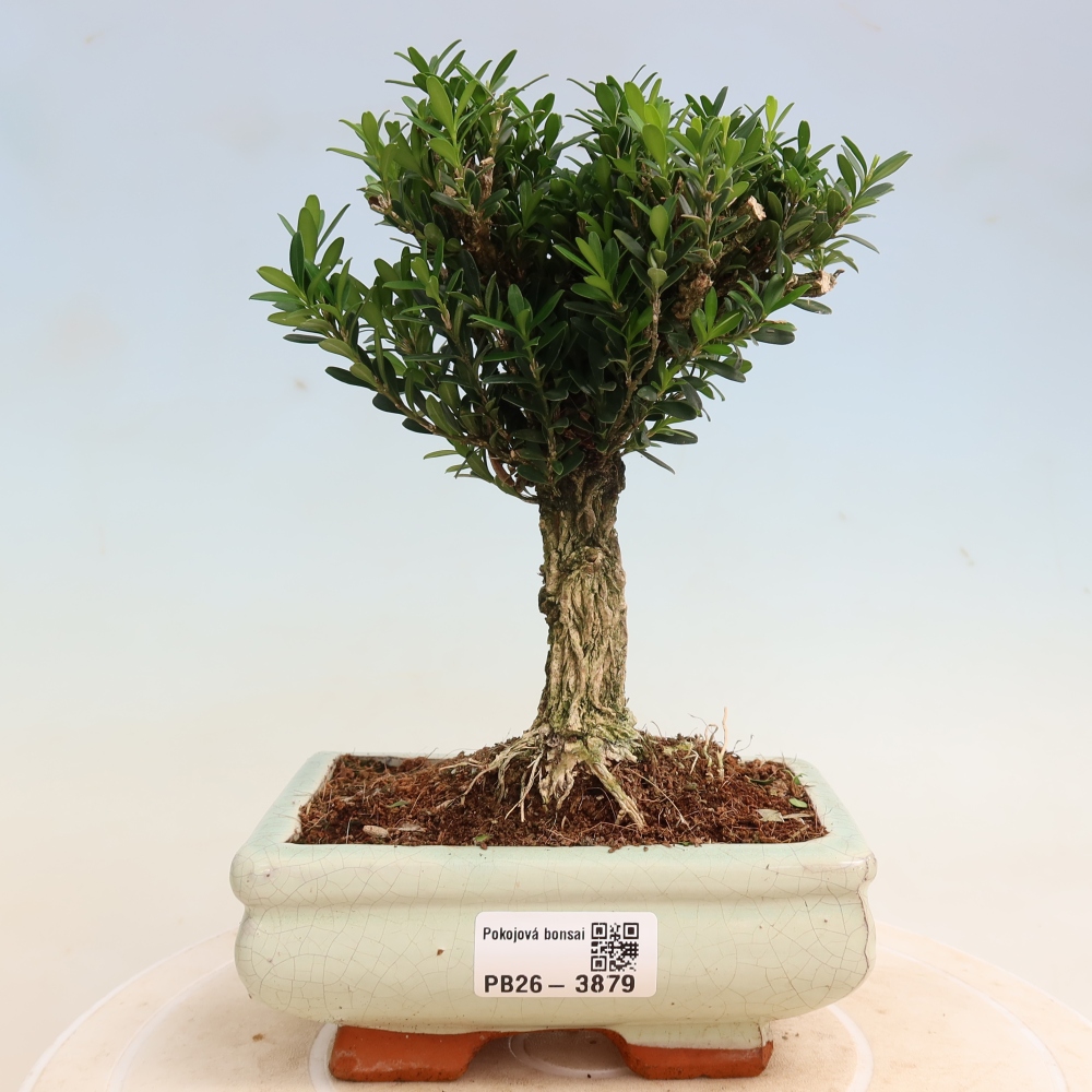Camera bonsai - Buxus harlandii - buxus da sughero