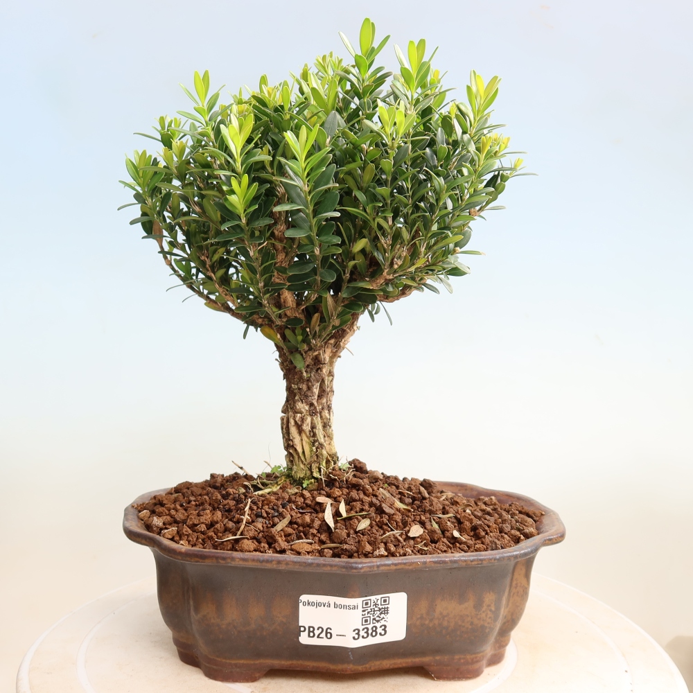 Camera bonsai - Buxus harlandii - buxus da sughero