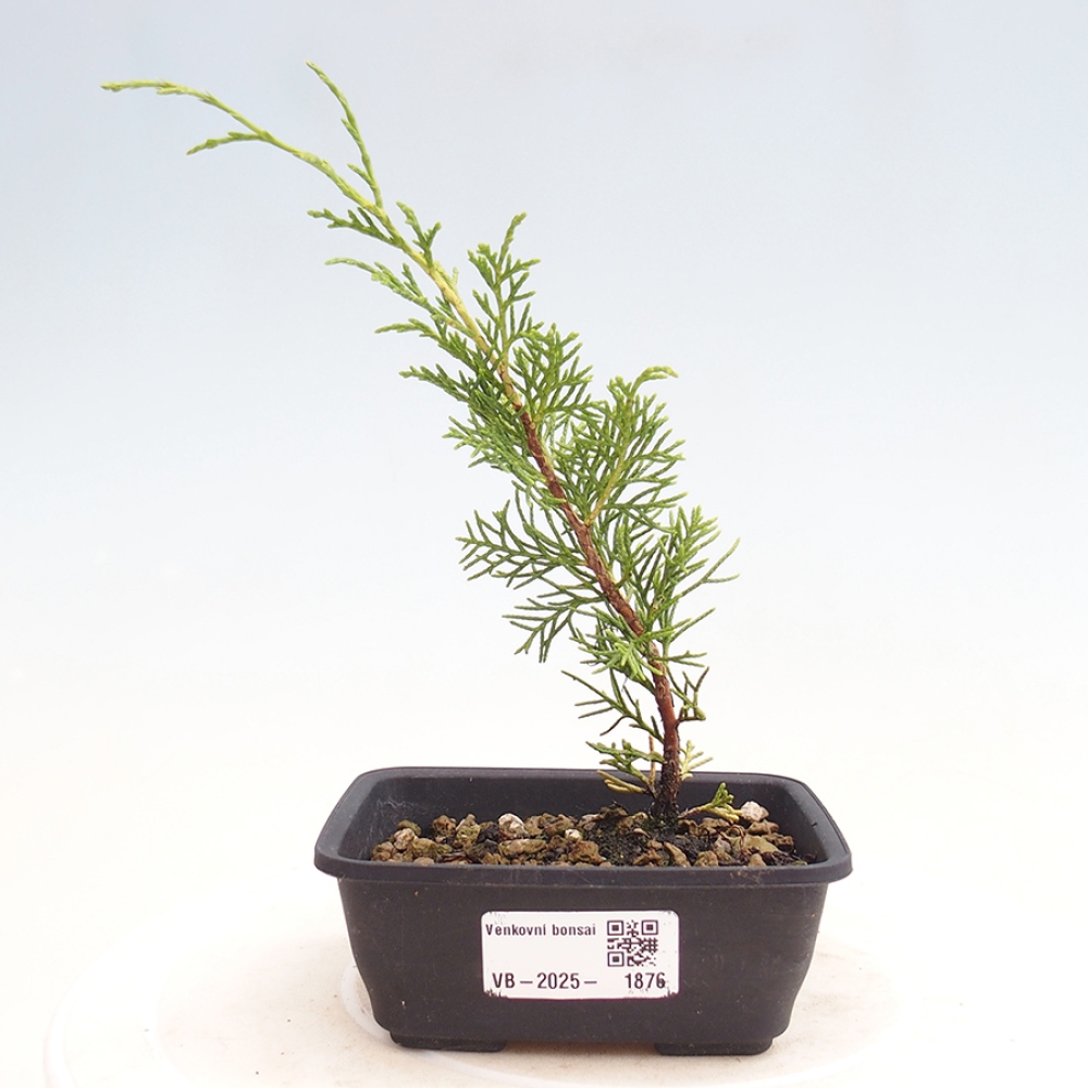 Bonsai da esterno - Juniperus chinensis Itoigawa