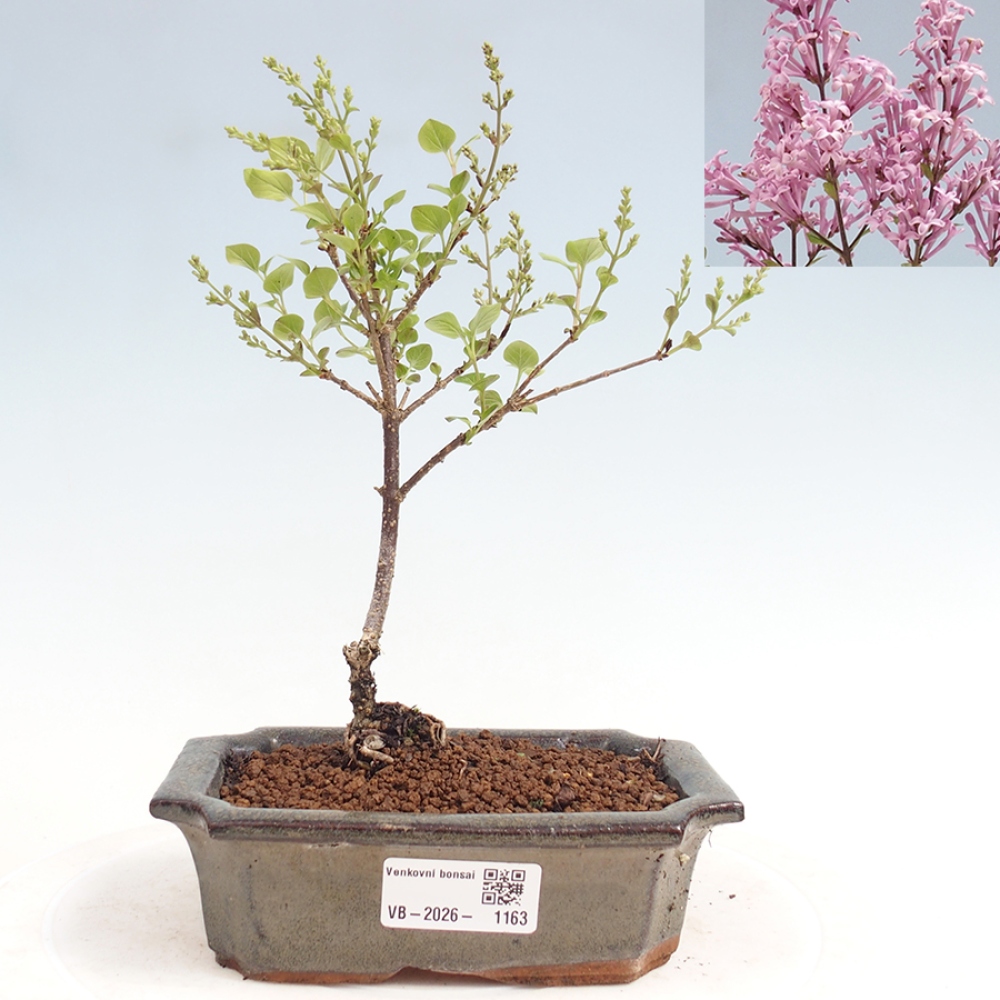 Bonsai da esterno - Syringa Meyeri Palibin - Lillà di Meyer