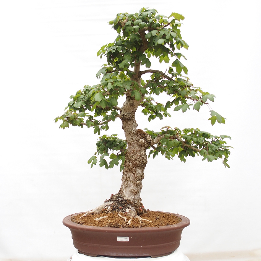 Bonsai da esterno -Javor babyka - Acer campestre