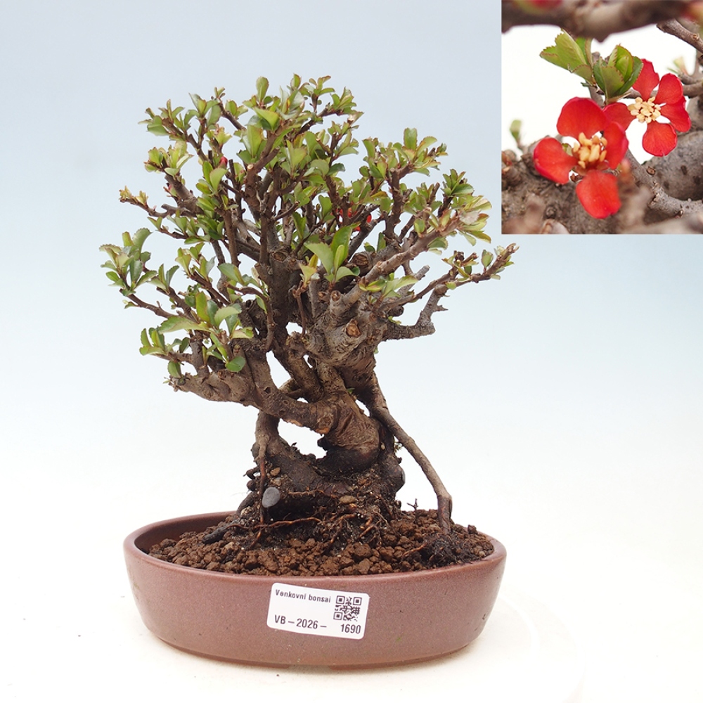 Bonsai da esterno - Chaneomeles speciosa - Cotogno