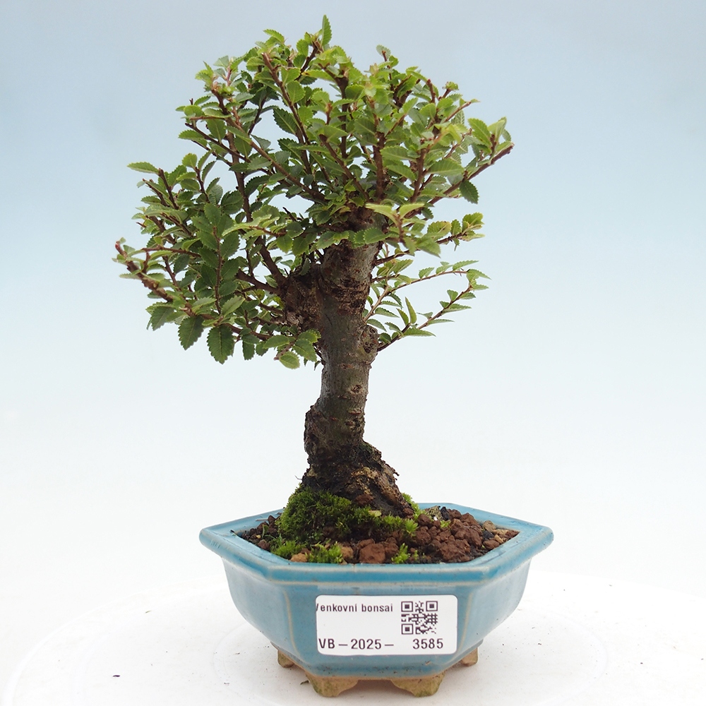 Bonsai da esterno - Ulmus parvifolia Hokkaido - Olmo cinese