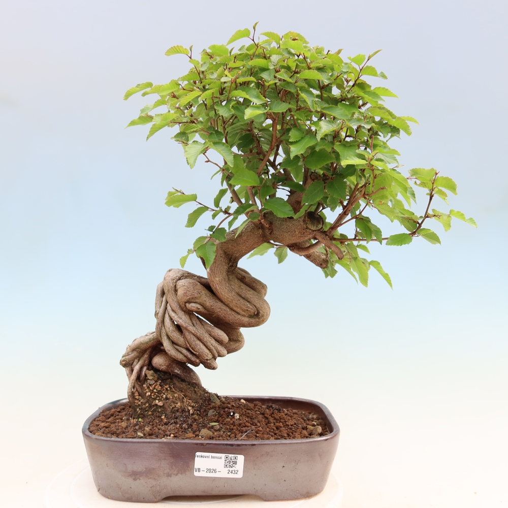 Bonsai da esterno -Carpinus Coreana - Carpino coreano