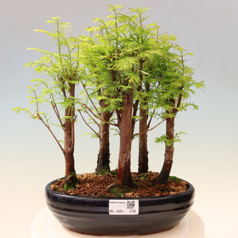 Bonsai da esterno - Metasequoia glyptostroboides - Metasequoia cinese - boschetto