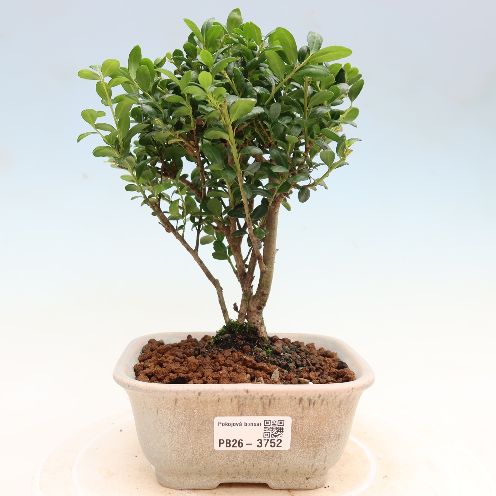 Camera bonsai - Ilex crenata - Agrifoglio