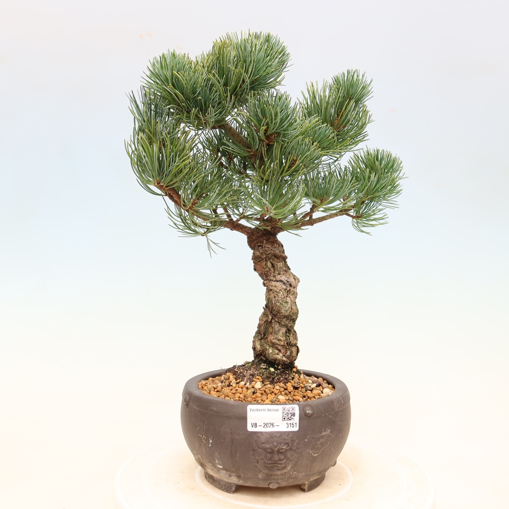 Bonsai da esterno - Pinus parviflora - Pinus parviflora