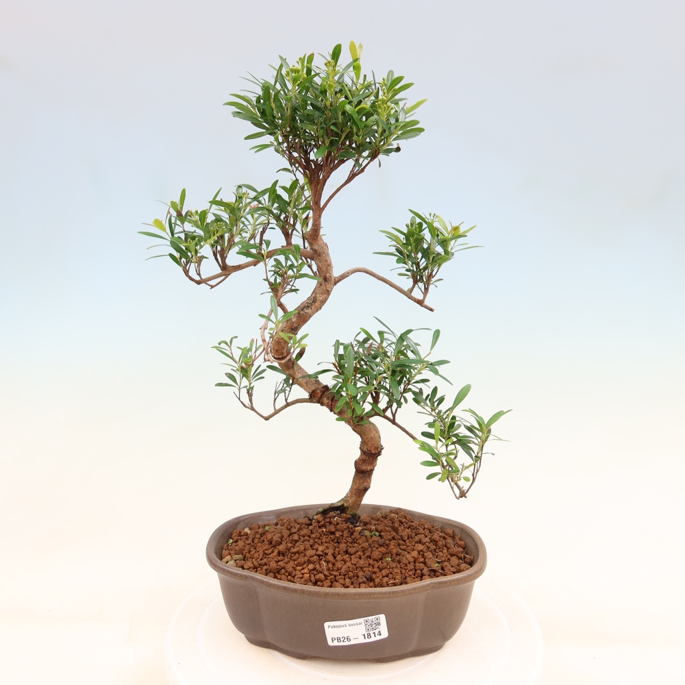 Camera bonsai - Syzygium - Pimento