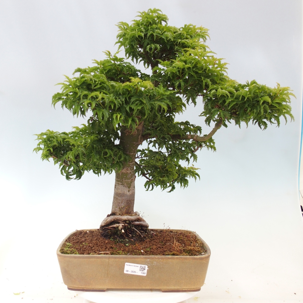Bonsai da esterno -Palma di Giava Acer palmatum Shishigashira