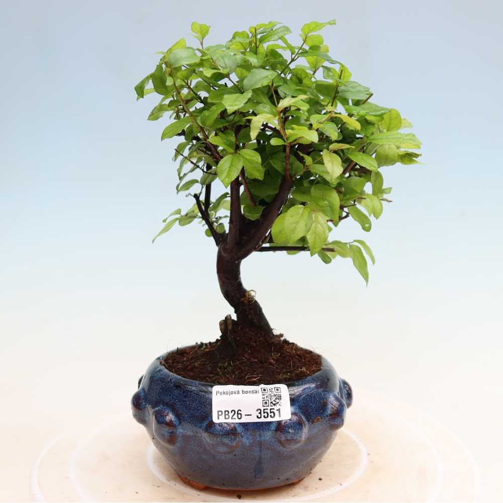 Camera bonsai - Sageretia thea - Sageretia thea