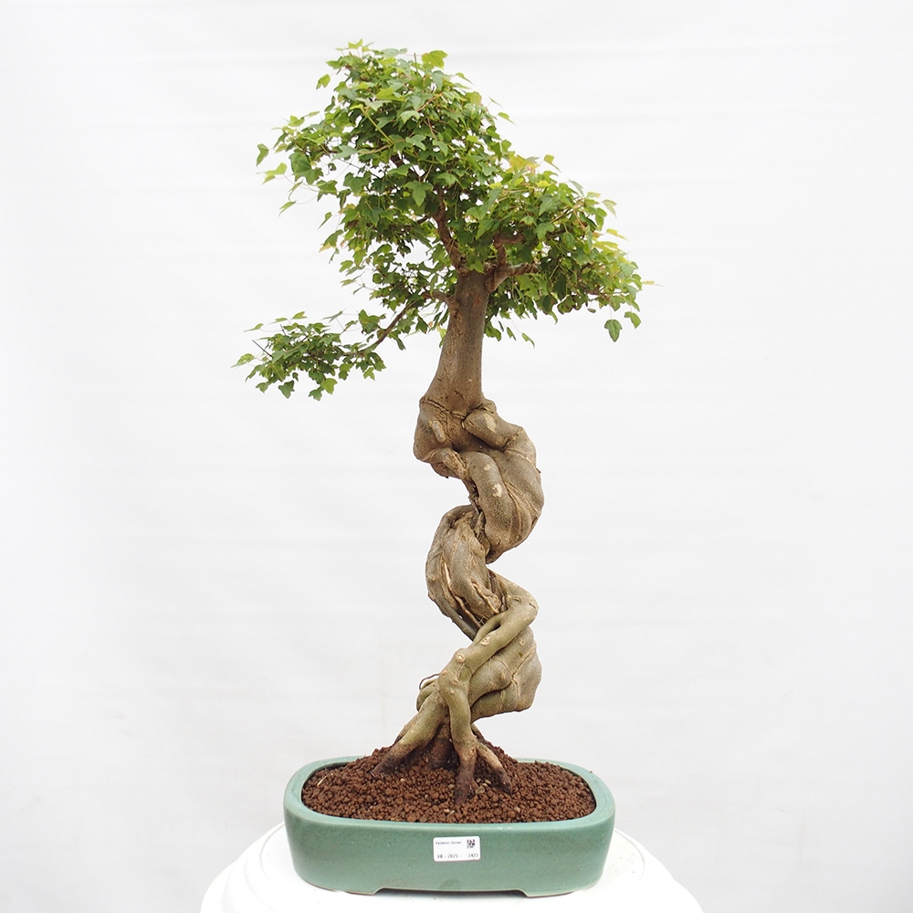 Bonsai da esterno - Acer Buergerianum - Acero di Burger