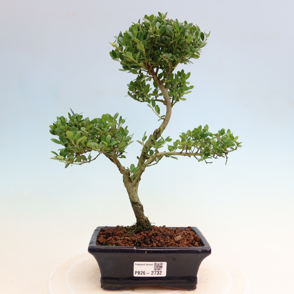 Camera bonsai - Ilex crenata - Agrifoglio