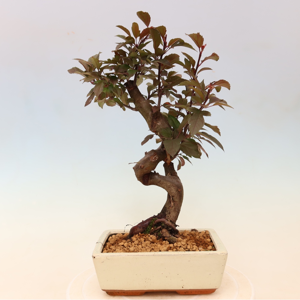 Bonsai da esterno -Malus domestica - Melo a piccoli frutti a foglie rosse