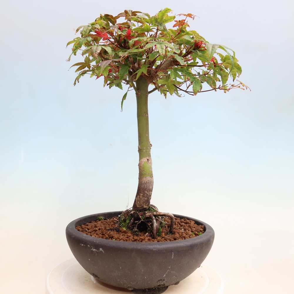 Bonsai da esterno - Acer palmatum DESHOJO