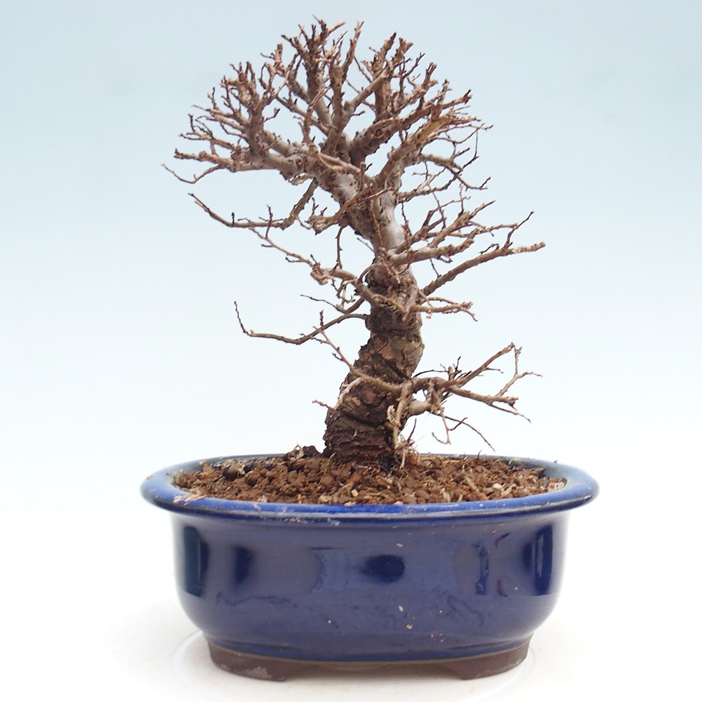 Bonsai da esterno - Zelkova - Zelkova NIRE